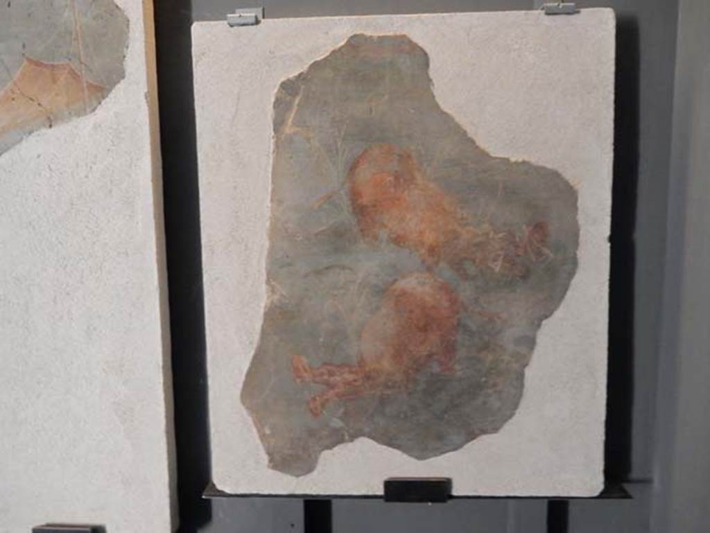 I.11.15 Pompeii. May 2016, photographed on display in the Antiquarium. SAP 56310d.
Fragment of III Style, showing two hippos with open jaws. 
The display card, above, states that both fragments were once part of a single large fresco from the parapet of the balcony. 
Photo courtesy of Buzz Ferebee.

