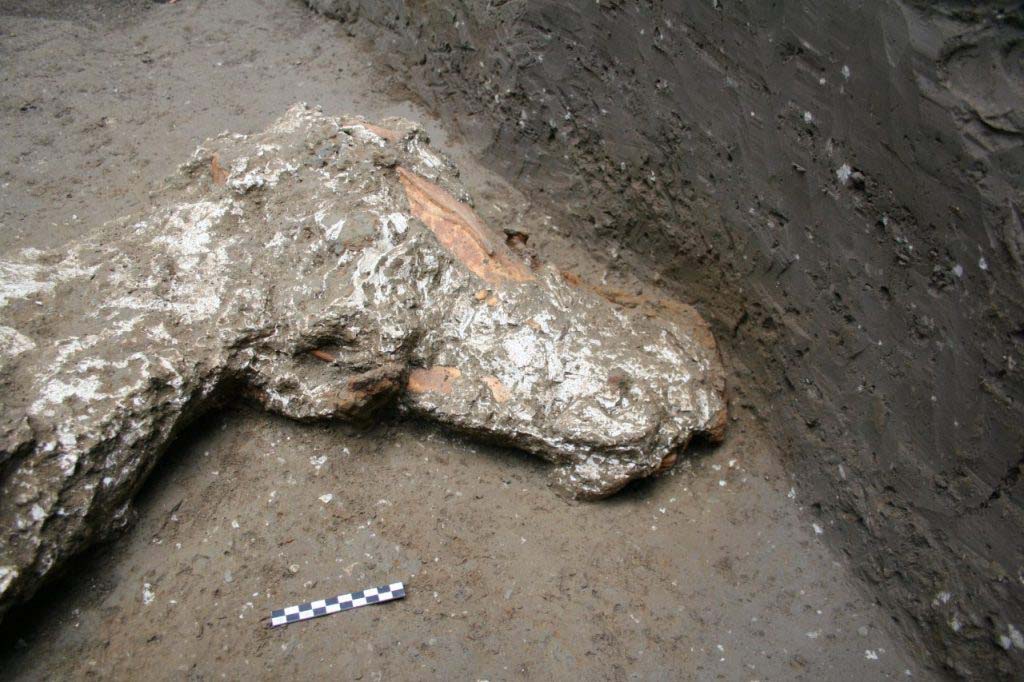 January 2018. Head of the horse of loc. Cività Giuliana.

Gennaio 2018. Testa del cavallo del loc. Cività Giuliana.

Photograph © Parco Archeologico di Pompei.
