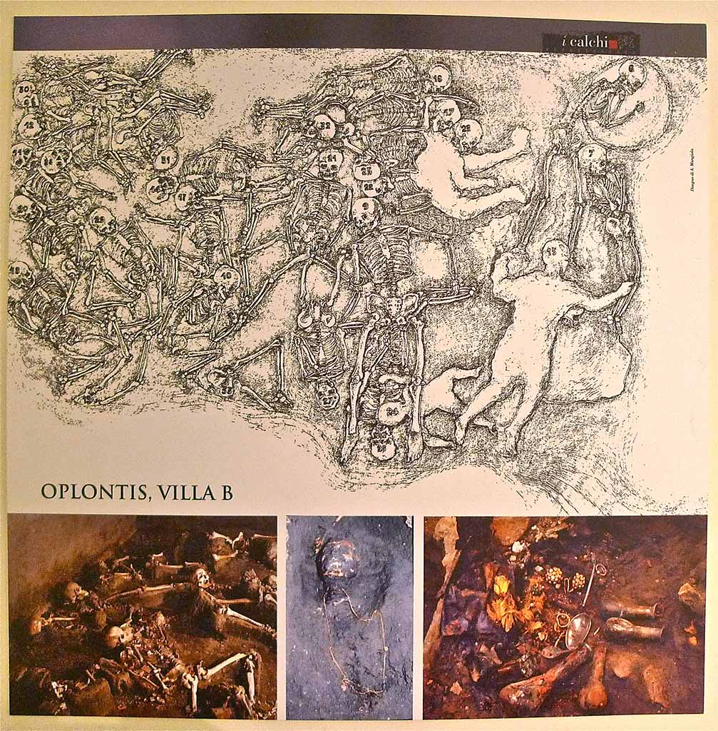 Oplontis Villa B. Villa of Lucius Crassius Tertius. Drawing and photos of bodies found as shown on the information board.
These two victims were part of a group of 54 individuals who, crowded together and thrown on top of each other in a tragic tangle of bodies, met their death in the room where they had sought refuge.
