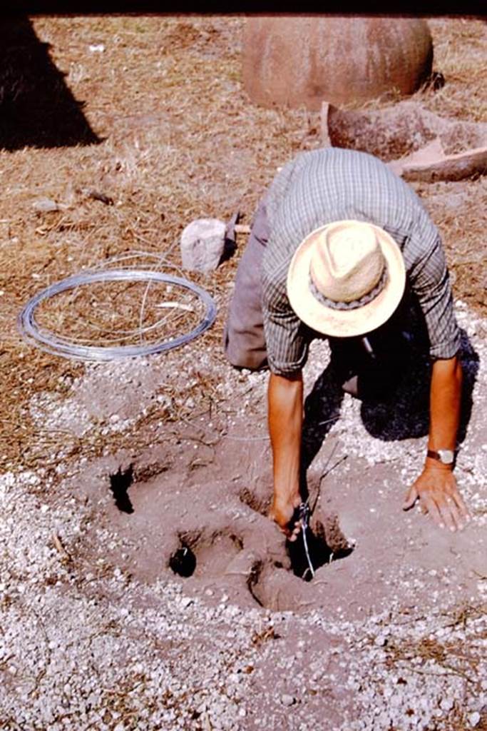 I.11.10 Pompeii. 1964. After digging out the cavity, reinforcing wire is put in and the cavity slowly filled.
 Photo by Stanley A. Jashemski.
Source: The Wilhelmina and Stanley A. Jashemski archive in the University of Maryland Library, Special Collections (See collection page) and made available under the Creative Commons Attribution-Non Commercial License v.4. See Licence and use details.
J64f1675
