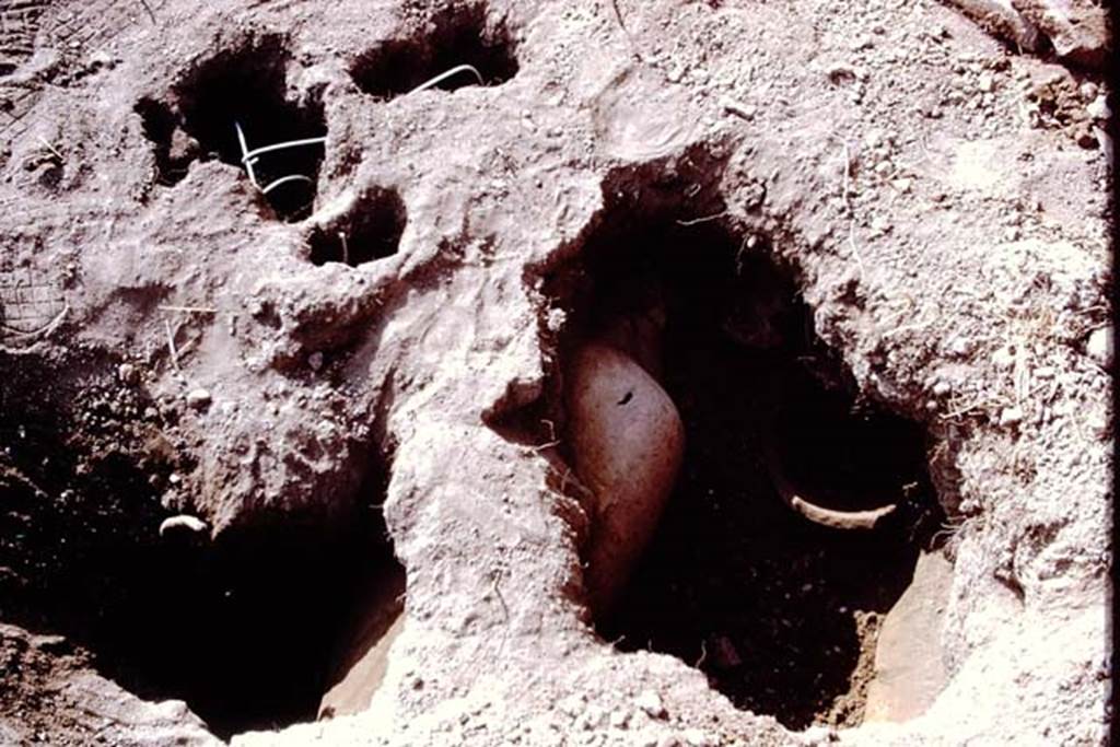 I.14.2 Pompeii. 1972. Cleaned root cavities waiting to be filled, top of photo, and finding of a buried amphora. Photo by Stanley A. Jashemski. 
Source: The Wilhelmina and Stanley A. Jashemski archive in the University of Maryland Library, Special Collections (See collection page) and made available under the Creative Commons Attribution-Non Commercial License v.4. See Licence and use details. J72f0479
According to Wilhelmina, at the rear of the garden was a large limestone block which probably was used as a rustic altar.  A few coins were found nearby, then a buried amphora with its mouth carefully closed by a stone, although it proved to be empty. The large tree root near the south wall had the appearance of an olive tree of over 100 years old. Fragments of planting pots were found near the north wall, which had been badly damaged by the original excavators. A roof tile found in the garden had the paw-print of a dog, which had been pressed into the wet tile before it had been fired.
