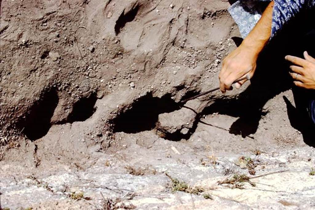 I.14.2 Pompeii. 1972. Digging out of large tree root cavity, found near the south wall. 
Photo by Stanley A. Jashemski. 
Source: The Wilhelmina and Stanley A. Jashemski archive in the University of Maryland Library, Special Collections (See collection page) and made available under the Creative Commons Attribution-Non Commercial License v.4. See Licence and use details. J72f0413

