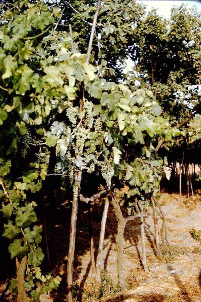 Pompeii. 1966. Modern-day planting of a vineyard, with stakes between each vine. Photo by Stanley A. Jashemski.
Source: The Wilhelmina and Stanley A. Jashemski archive in the University of Maryland Library, Special Collections (See collection page) and made available under the Creative Commons Attribution-Non Commercial License v.4. See Licence and use details.
J66f0747
