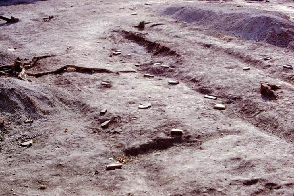 II.8.6 Pompeii, 1973. Root cavities protected by stones. Photo by Stanley A. Jashemski. 
Source: The Wilhelmina and Stanley A. Jashemski archive in the University of Maryland Library, Special Collections (See collection page) and made available under the Creative Commons Attribution-Non Commercial License v.4. See Licence and use details. J73f0278
