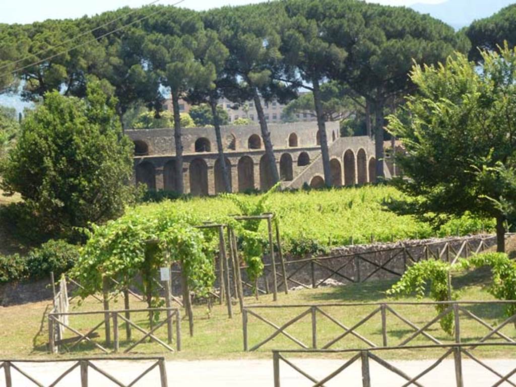 III.7 Pompeii. June 2012. Looking south across Via dell’Abbondanza, towards another replanted vineyard planted in II.5, and towards the amphitheatre. Photo courtesy of Michael Binns.

