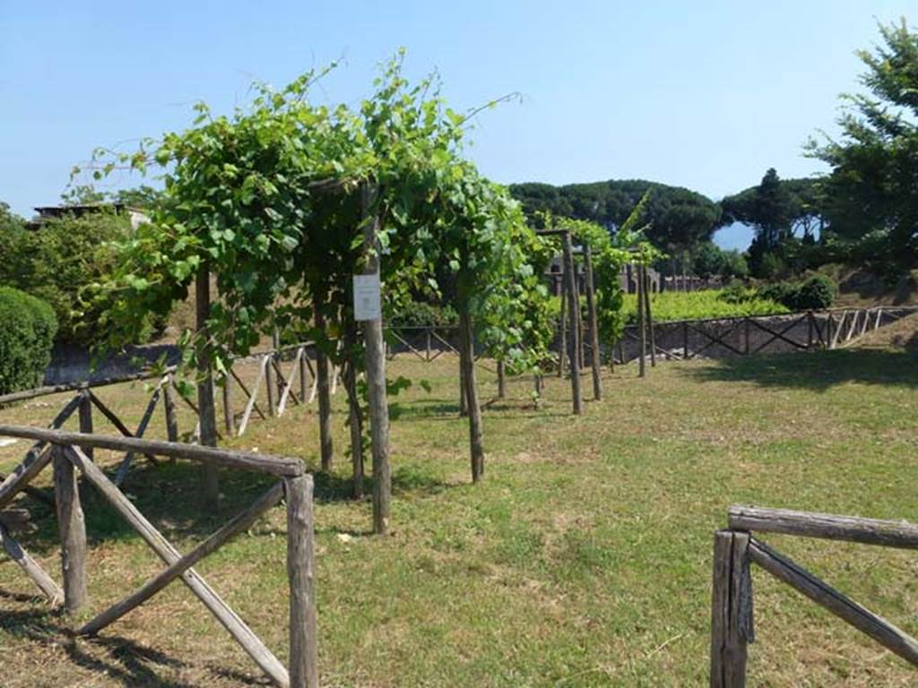 III.7 Pompeii. June 2012. Looking south across replanted vineyard. Photo courtesy of Michael Binns.