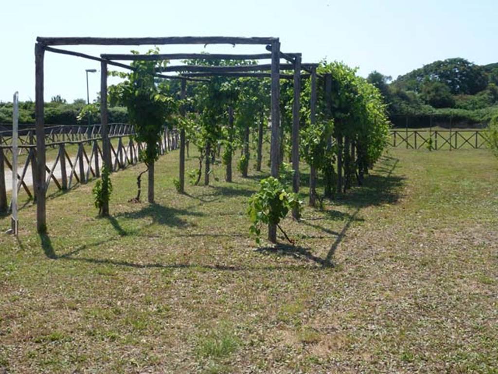 III.7 Pompeii. June 2012. Looking west in vineyard. Photo courtesy of Michael Binns.