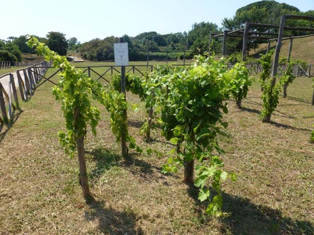 III.7 Pompeii. June 2012. Looking west in vineyard. Photo courtesy of Michael Binns.