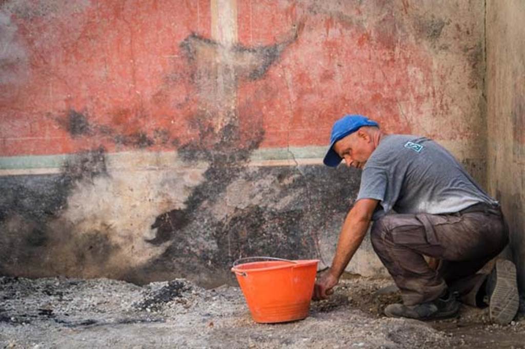 V.2.Pompeii. Casa di Orione. August 2018. Room A10, triclinium, with burnt wall and traces of a burnt couch on the floor.
Photograph © Parco Archeologico di Pompei.
According to Osanna,
“During the excavation, numerous burned wooden fragments appeared, together with an obvious concentration of inorganic burnt materials, found near the eastern wall of the room. During the eruption there had to have been a fire limited to this room of the house, which caused the combustion and subsequent mineralization of the elements of organic materials. The silhouette of the burning remaining on the eastern decorated wall of the room, of the peculiar shape (of the burn) inclined towards the south, together with that identified on the southern wall suggest that the first collapse of the ceiling had occurred in the south-east corner of the room. The collapse that led to new oxygen entering the room, must have fed and given new strength to the fire in progress. Indeed, it was precisely at this corner of the room that the largest number of fragments of the roofing were found superimposed on the burned wood material.

Among the numerous burned wooden elements, fragments of charred material stood out, characterized by an extremely vacuous and spongy structure, which could be identified as padding of a mattress. An extraordinary fact is that many of these fragments of organic material were adhered to pieces of fabric, evidently what remained of the fabrics that covered the couch (see fig. 20, p.107 in book). 

In direct contact with the floor, moreover, where one also saw carbon and strips of straw-like trellising pertaining to the collapse of the ceiling, one could also see two large regular carbonised traces, which had an L-shape. The ample black marks, without a shadow of doubt, refer to the presence of a pair of couches arranged with every probability along the walls. Indeed, there could have been a third couch, which might have been removed due to the renovation taking place in the house.”
See Osanna M, 2019. Pompei. Il tempo ritrovato. Le Nuove Scoperte. Milano: Rizzoli (p. 106-8). 


