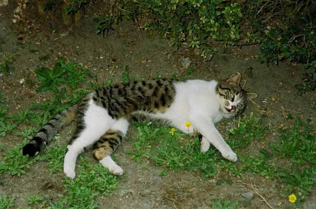 VI.2.4 Pompeii. July 2010. The new owner of the House of Sallust enjoying the garden. Photo courtesy of Rick Bauer.