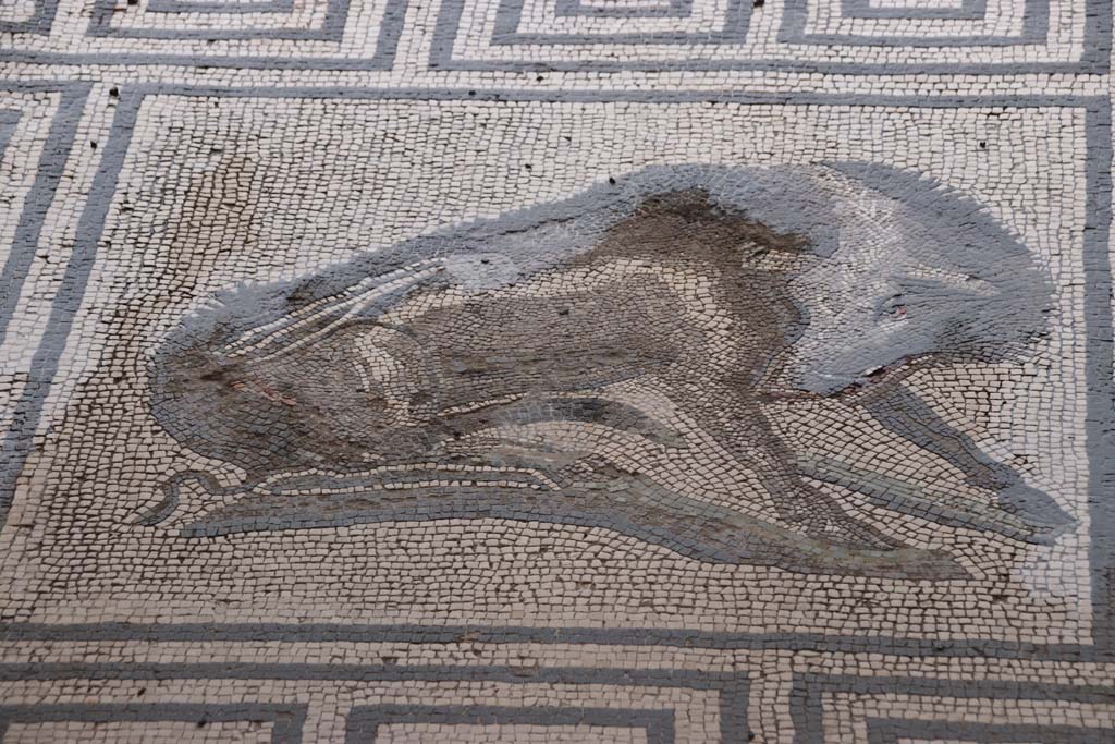 VIII.2.26 Pompeii. October 2020. Detail of boar mosaic in entrance vestibule ‘b’. Photo courtesy of Klaus Heese.