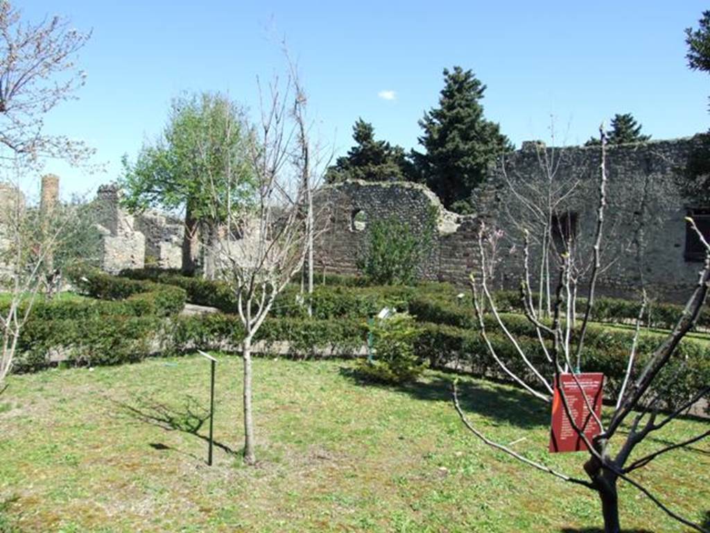 VIII.5.16 Pompeii.  March 2009.  Looking north east across garden, from near VIII.5.38.