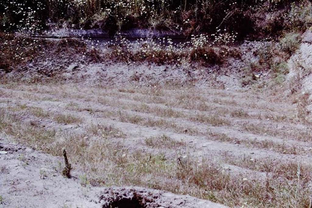 Scafati, 1968. Ancient furrows. Photo by Stanley A. Jashemski.
Source: The Wilhelmina and Stanley A. Jashemski archive in the University of Maryland Library, Special Collections (See collection page) and made available under the Creative Commons Attribution-Non Commercial License v.4. See Licence and use details.
J68f1367
