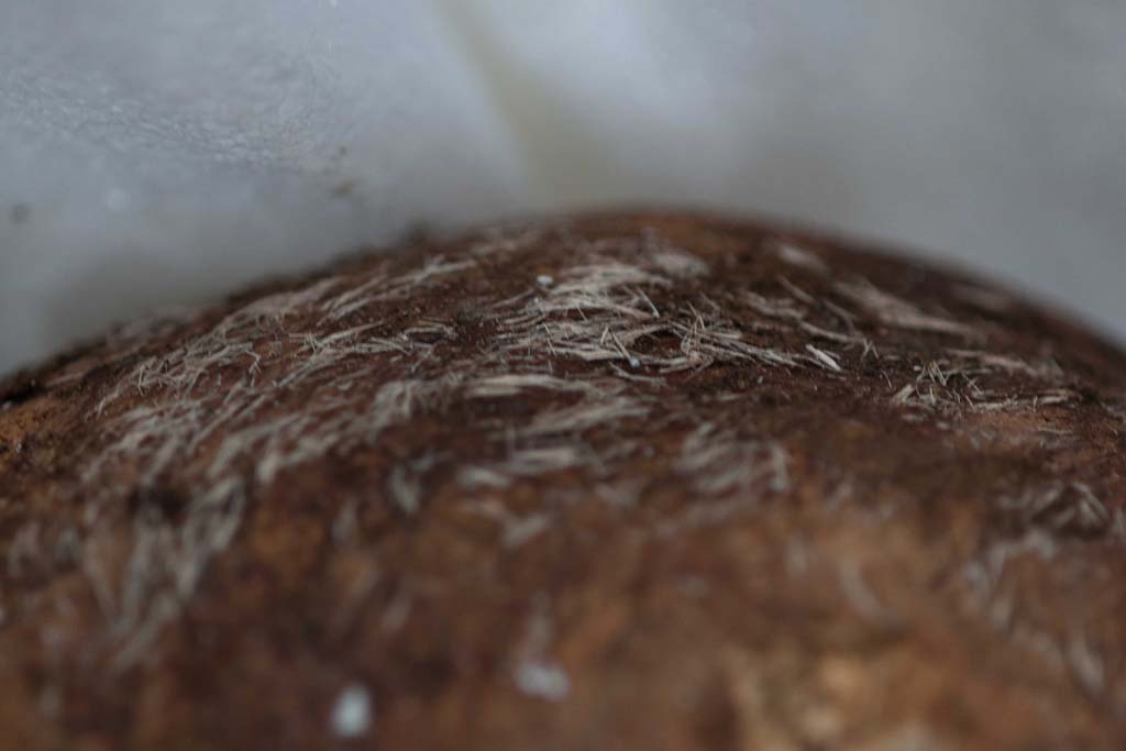 Porta Sarno la tomba di Marcus Venerius Secundio. August 2021. Hair on top of skull.

Capelli sopra il cranio.

Photograph © Parco Archeologico di Pompei.
