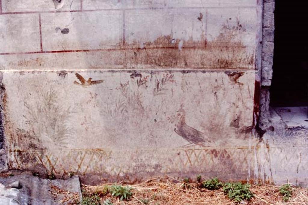 Oplontis, c.1977. Room 78, exterior wall to the south (left) of a window, with a painted peacock sitting on the trellis fencing, with two other birds flying above.
Source: The Wilhelmina and Stanley A. Jashemski archive in the University of Maryland Library, Special Collections (See collection page) and made available under the Creative Commons Attribution-Non Commercial License v.4. See Licence and use details. Oplo0125
