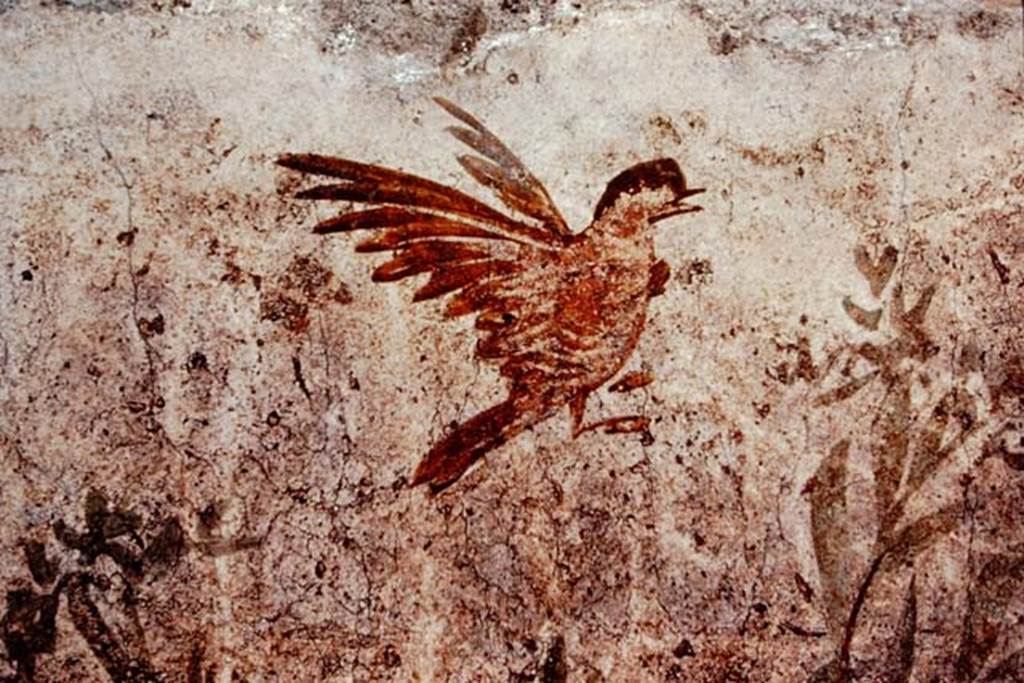 Oplontis, c.1977. Room 78, detail of bird flying above the pigeon. Photo by Stanley A. Jashemski.   
Source: The Wilhelmina and Stanley A. Jashemski archive in the University of Maryland Library, Special Collections (See collection page) and made available under the Creative Commons Attribution-Non Commercial License v.4. See Licence and use details. Oplo0176
