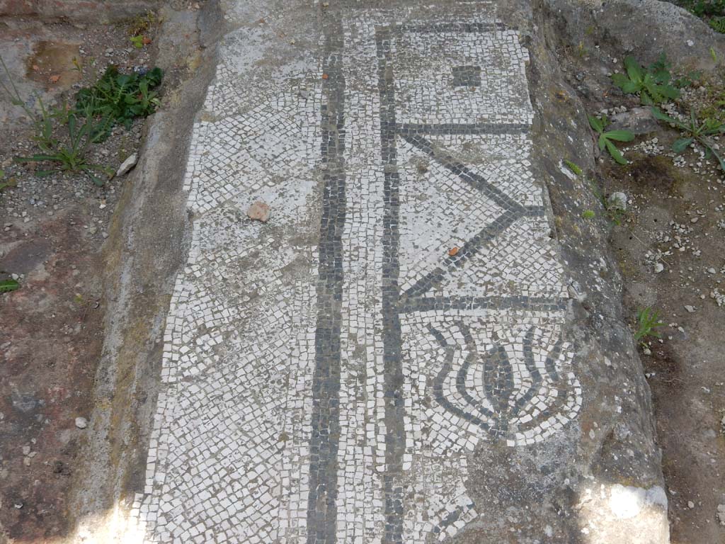 Stabiae, Villa Arianna, June 2019. Room 18, remains of mosaic floor of tablinum. Photo courtesy of Buzz Ferebee.